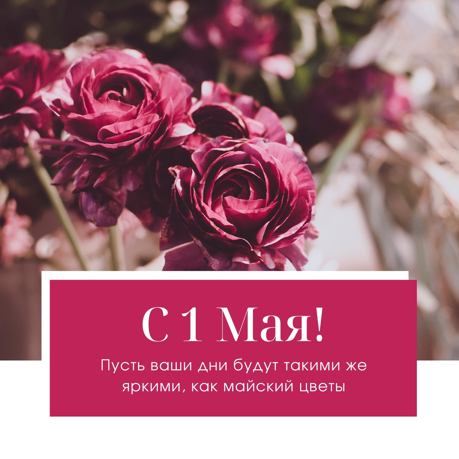 Малиновая Фотография Цветы 1 Мая Instagram Публикация Малиновая Фотография Цветы 1 Мая Instagram Публикация