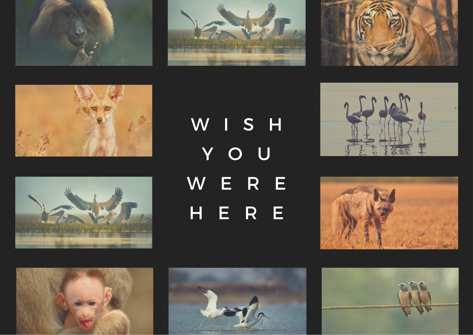 Black Photo Collage Travel Postcard