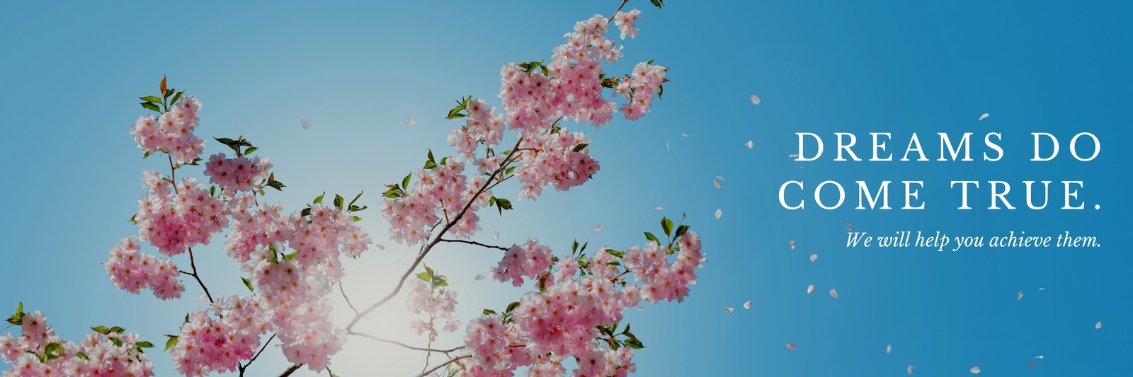 Cherry Blossom Twitter Header Cherry Blossom Twitter Header
