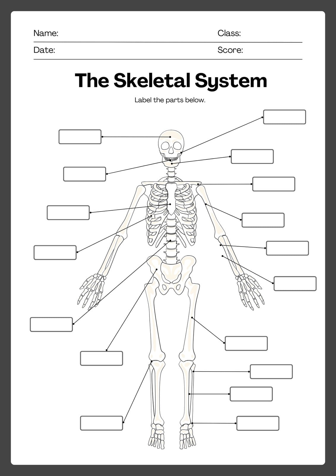 Free and customizable skeleton templates