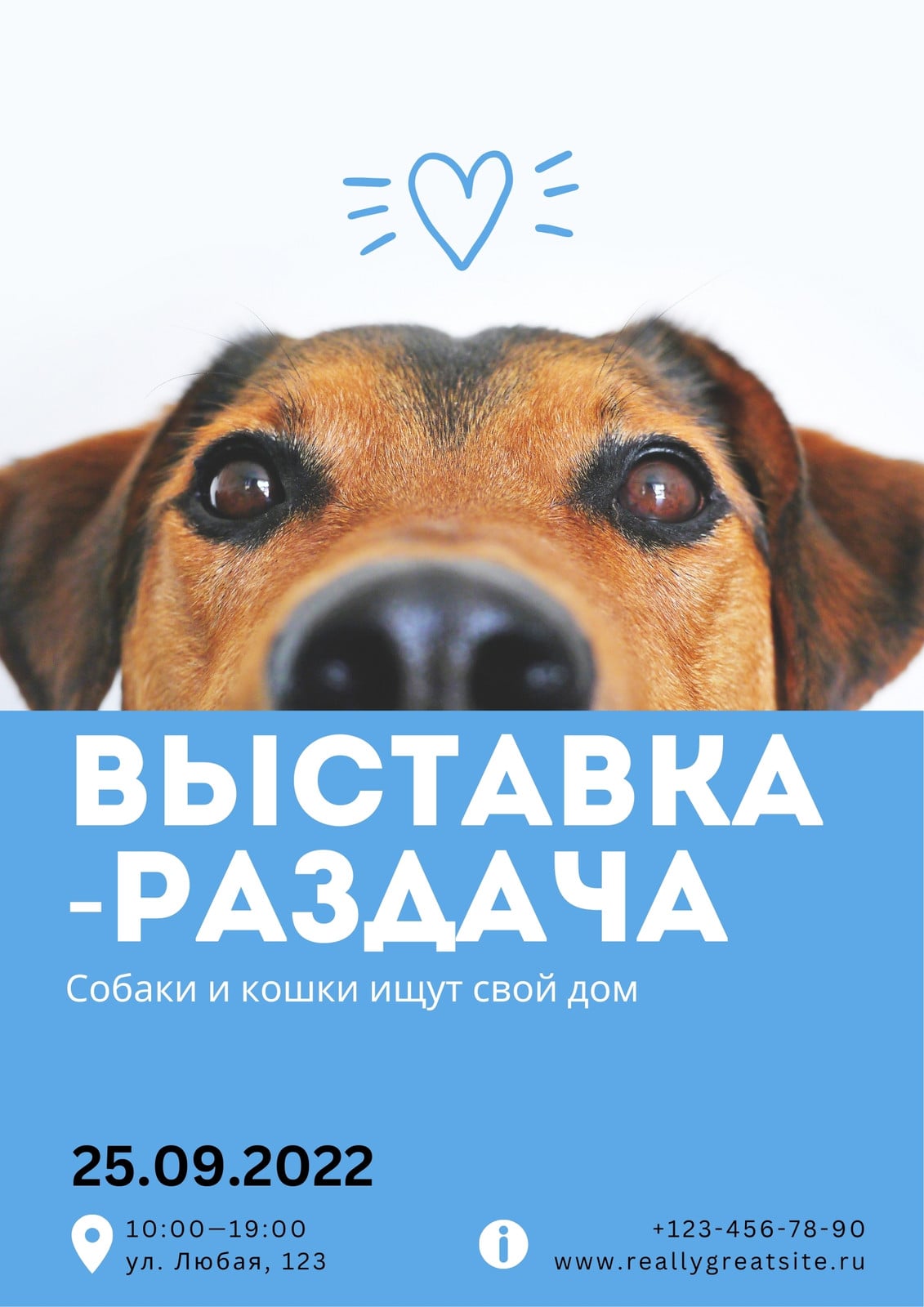 Blue and white Simple Photo homeless animal shelter poster.