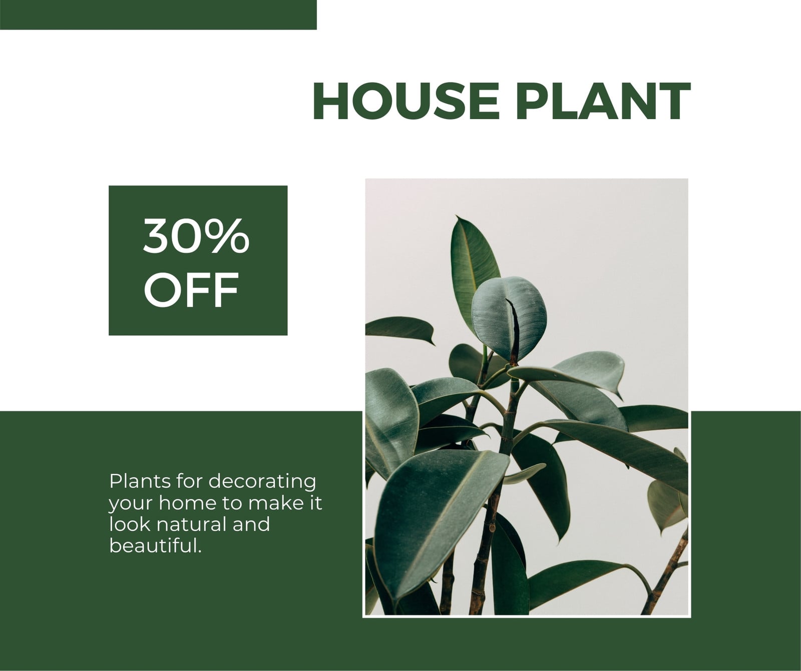 ficus hedge plants Indian Laurel Ficus Nitida Hedge