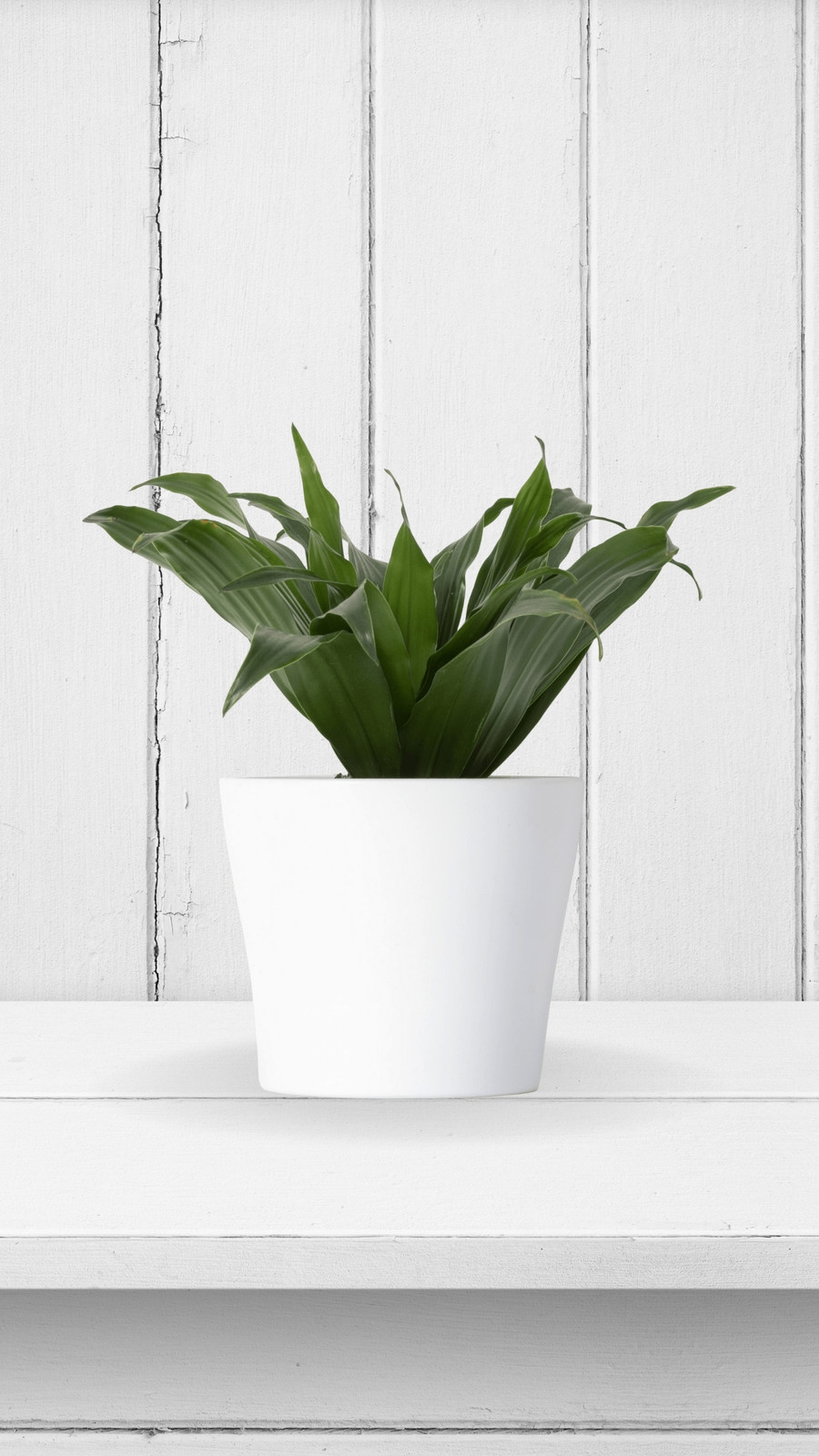 chamaedorea elegans plant care Buy a Chamaedorea Elegans Live Plant