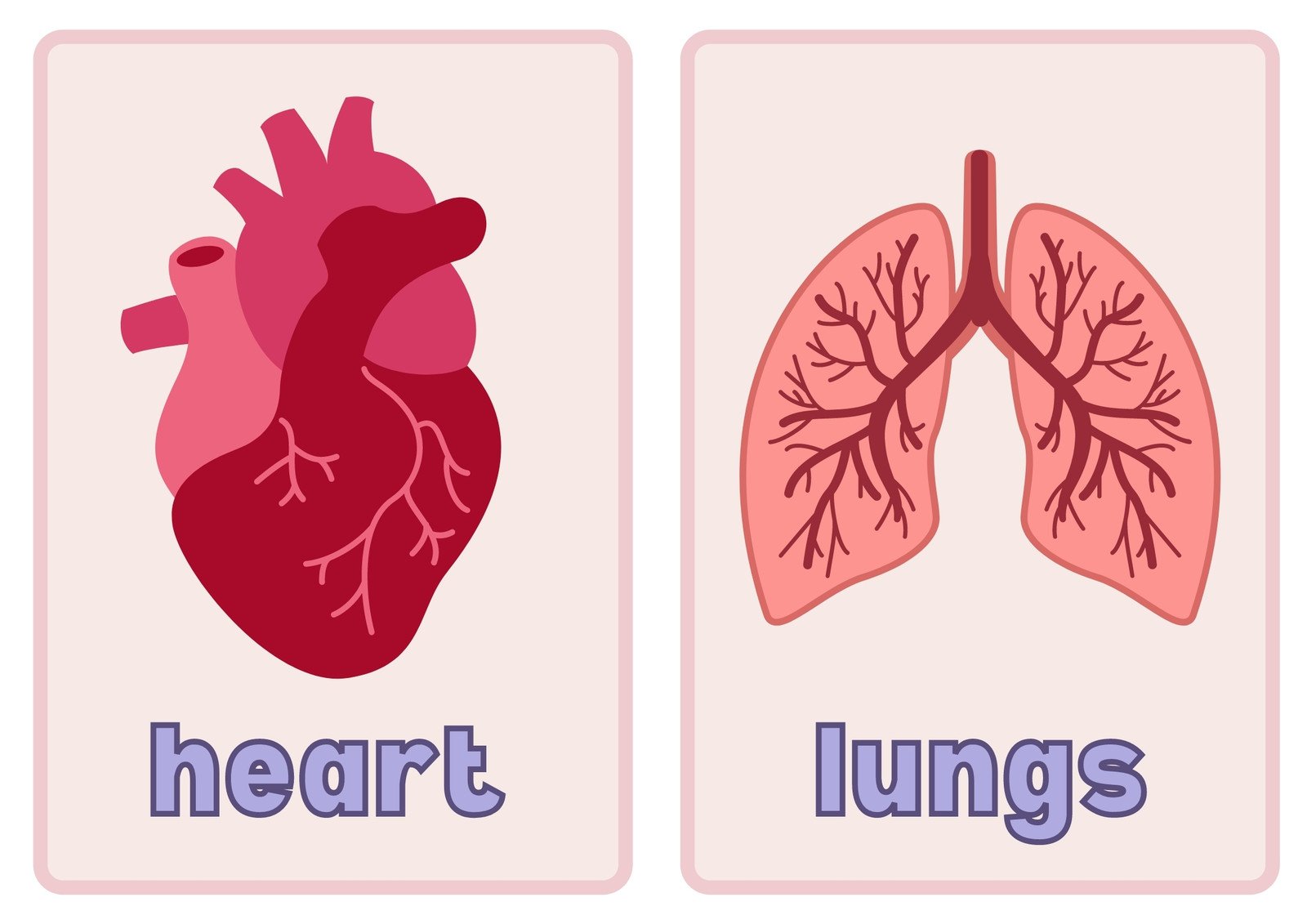 Internal Organs Simple Flashcard