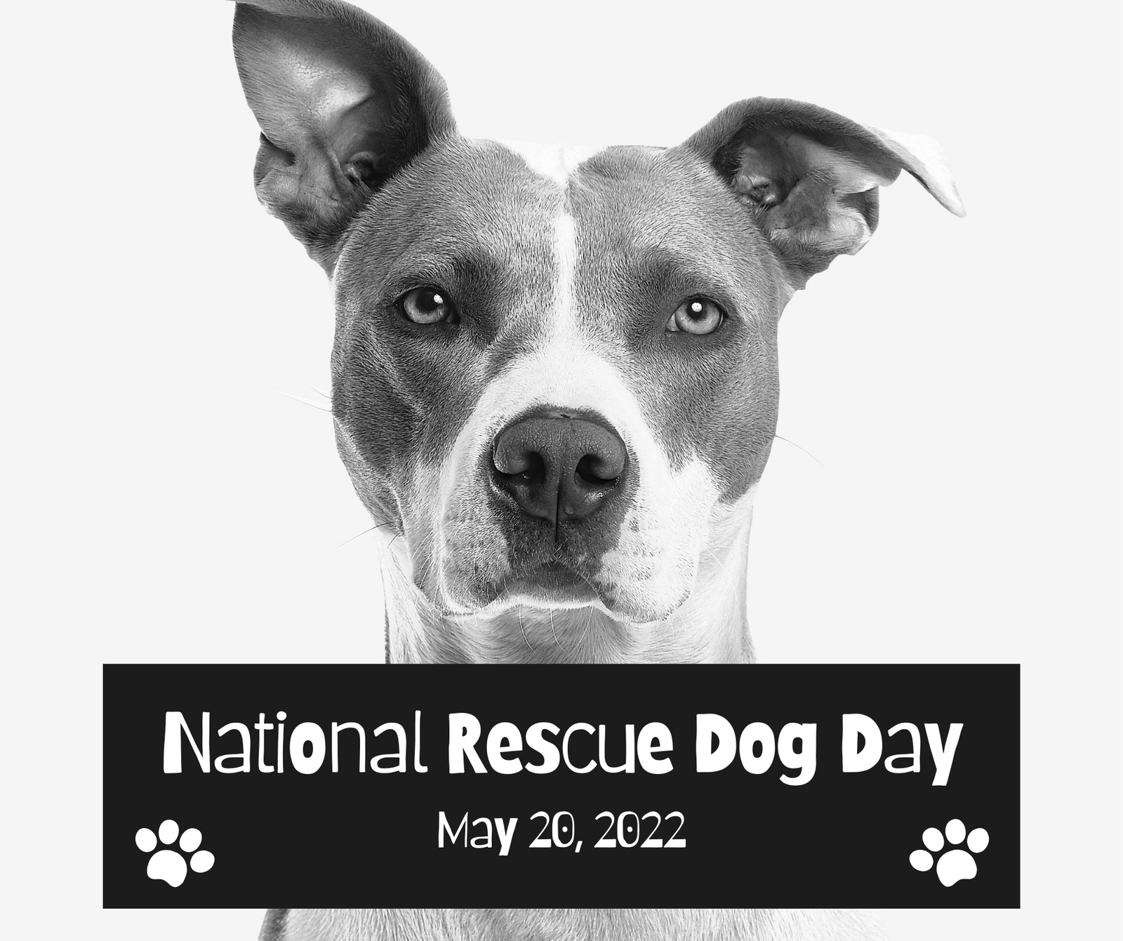 Black and White Simple Minimalist National Rescue Dog Day Event Celebration Facebook Post