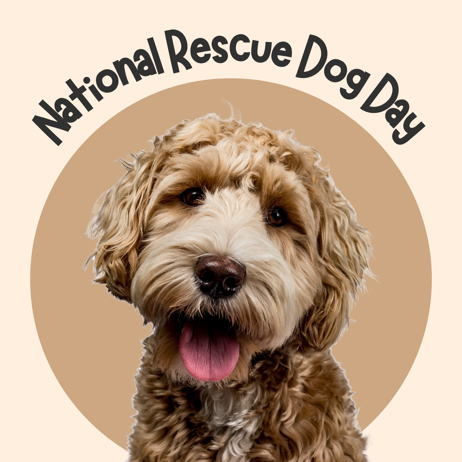 Brown and Yellow Creative Minimalist National Rescue Dog Day Event Celebration Instagram Post
