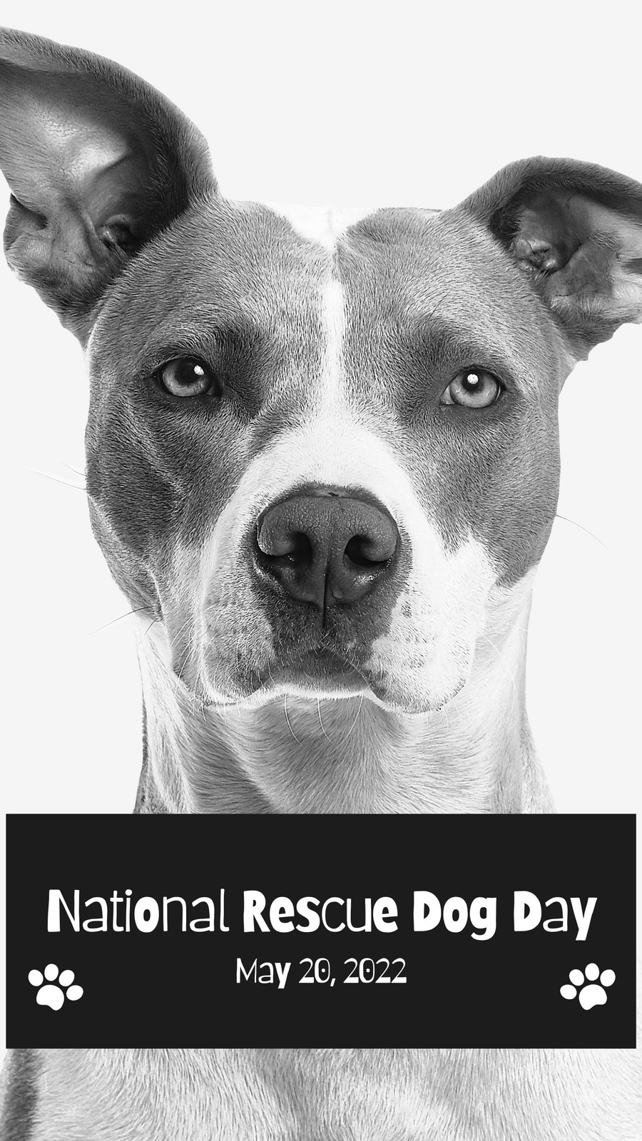 Black and White Simple Minimalist National Rescue Dog Day Event Celebration Instagram Story