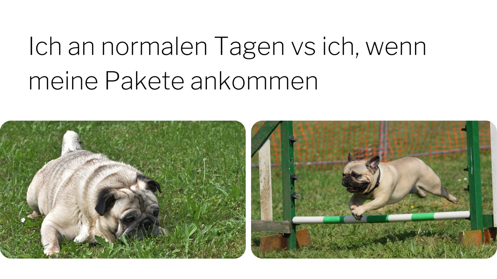 Weiß Hund Online-Shopping Querformat Tier-Meme Weiß Hund Online-Shopping Querformat Tier-Meme