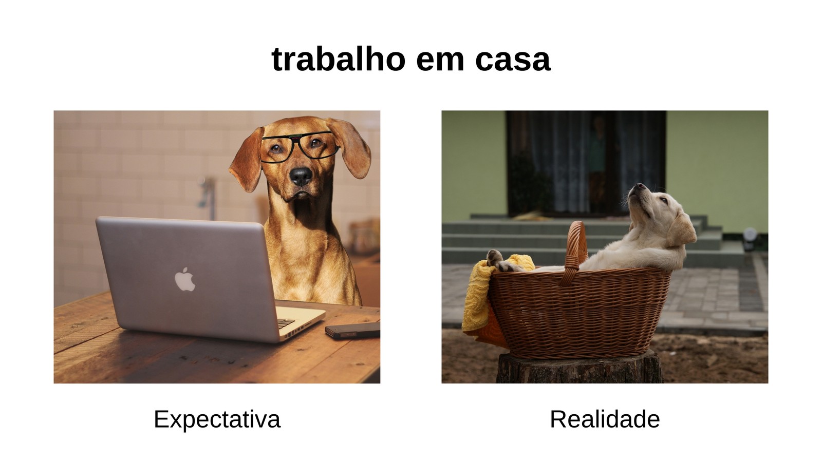 Branco Cachorro Trabalho em Casa Expectativa Vs. Realidade Paisagem Animal Meme Branco Cachorro Trabalho em Casa Expectativa Vs. Realidade Paisagem Animal Meme