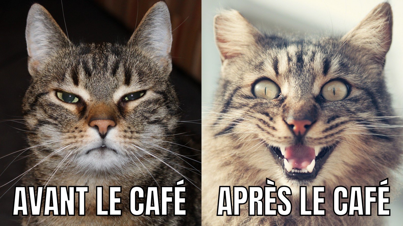 Chat Avant le café Après le café Deux Photos et Texte Mème Chat Avant le café Après le café Deux Photos et Texte Mème