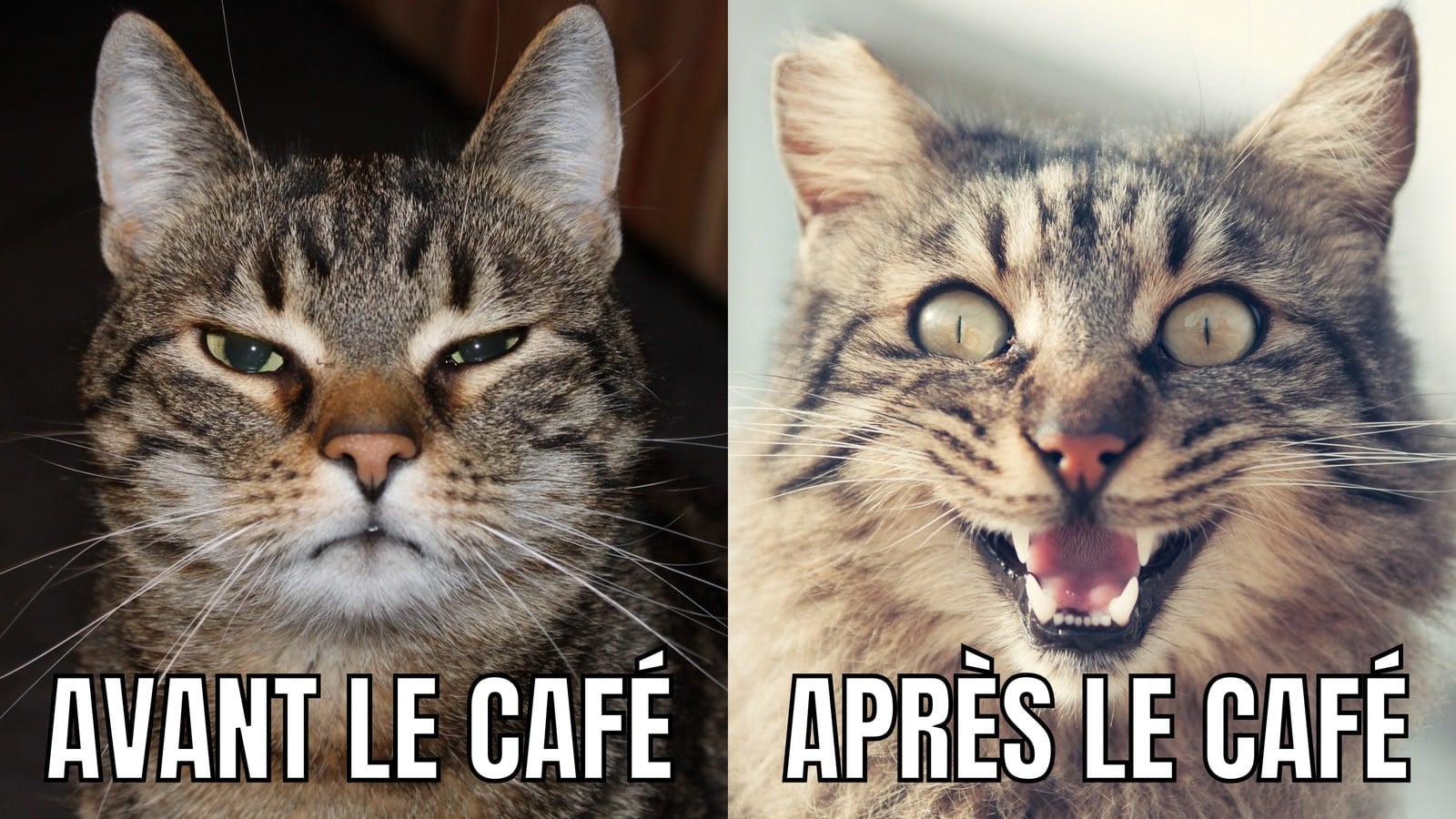 Chat Avant le café Après le café Deux Photos et Texte Mème Chat Avant le café Après le café Deux Photos et Texte Mème