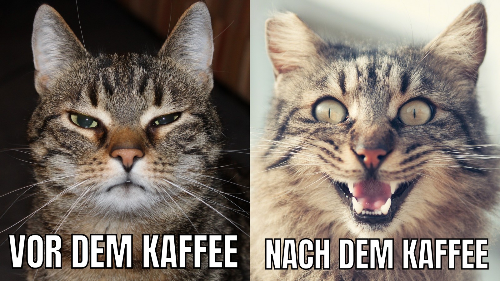Katze Vor Kaffee Nach Kaffee Zwei Fotos und Text Meme Katze Vor Kaffee Nach Kaffee Zwei Fotos und Text Meme
