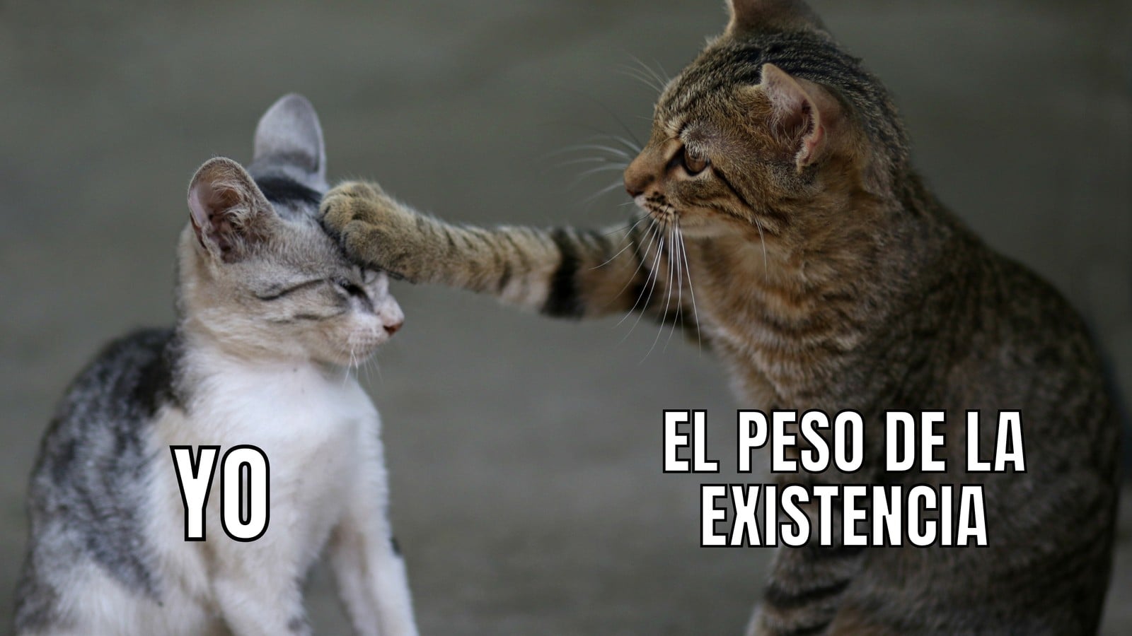 Meme Gato Zarpa en la Cabeza Existencial Foto y Texto Meme Gato Zarpa en la Cabeza Existencial Foto y Texto