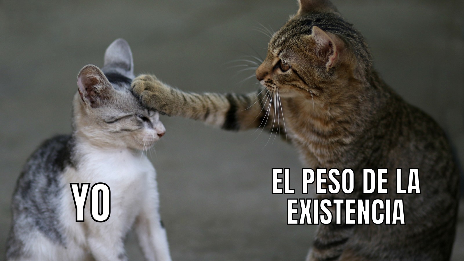 Meme Gato Zarpa en la Cabeza Existencial Foto y Texto Meme Gato Zarpa en la Cabeza Existencial Foto y Texto