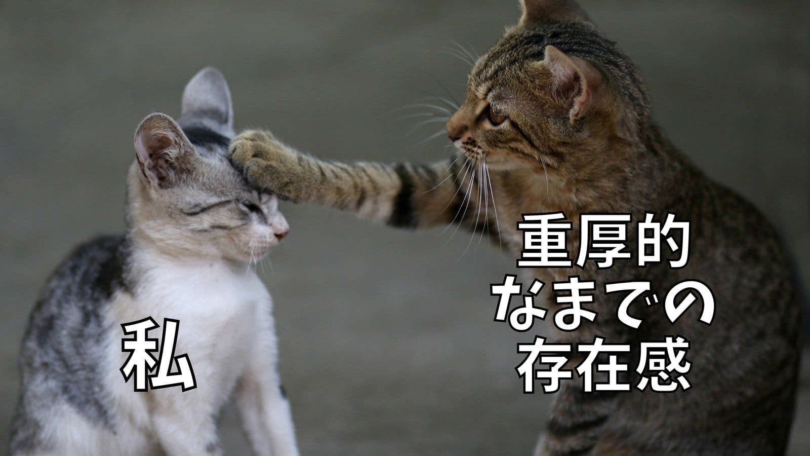 猫 猫手 頭の上 存在感 写真とテキスト ミーム 猫 猫手 頭の上 存在感 写真とテキスト ミーム