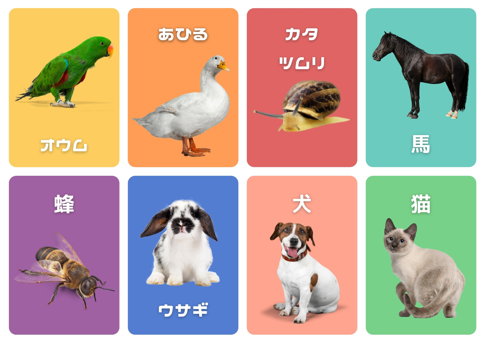 動物について学ぶ 写真 フラッシュカード シート 動物について学ぶ 写真 フラッシュカード シート