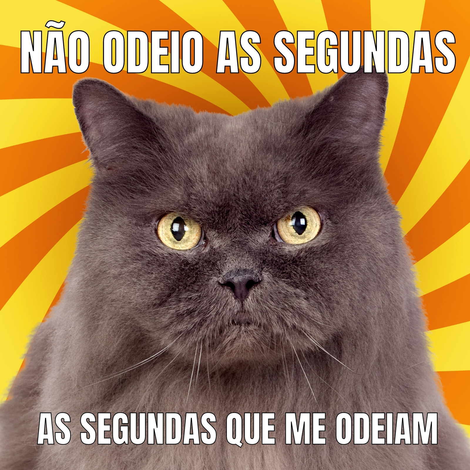 Laranja e Amarelo Gato Bravo Meme com Texto Laranja e Amarelo Gato Bravo Meme com Texto
