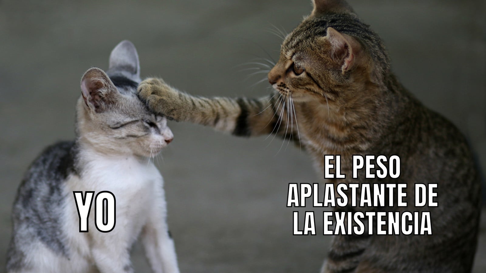 Gato Pata en la Cabeza Existential Foto y Texto Meme Gato Pata en la Cabeza Existential Foto y Texto Meme