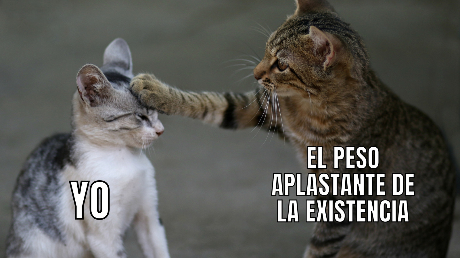 Gato Pata en la Cabeza Existential Foto y Texto Meme Gato Pata en la Cabeza Existential Foto y Texto Meme