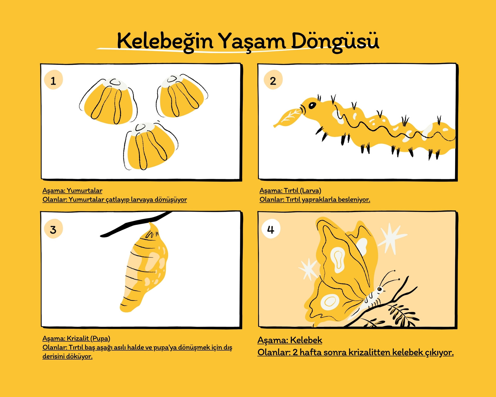 Sarı ve Siyah Eskizli Yaşam Döngüsü Bilim Hikaye Panosu Sarı ve Siyah Eskizli Yaşam Döngüsü Bilim Hikaye Panosu