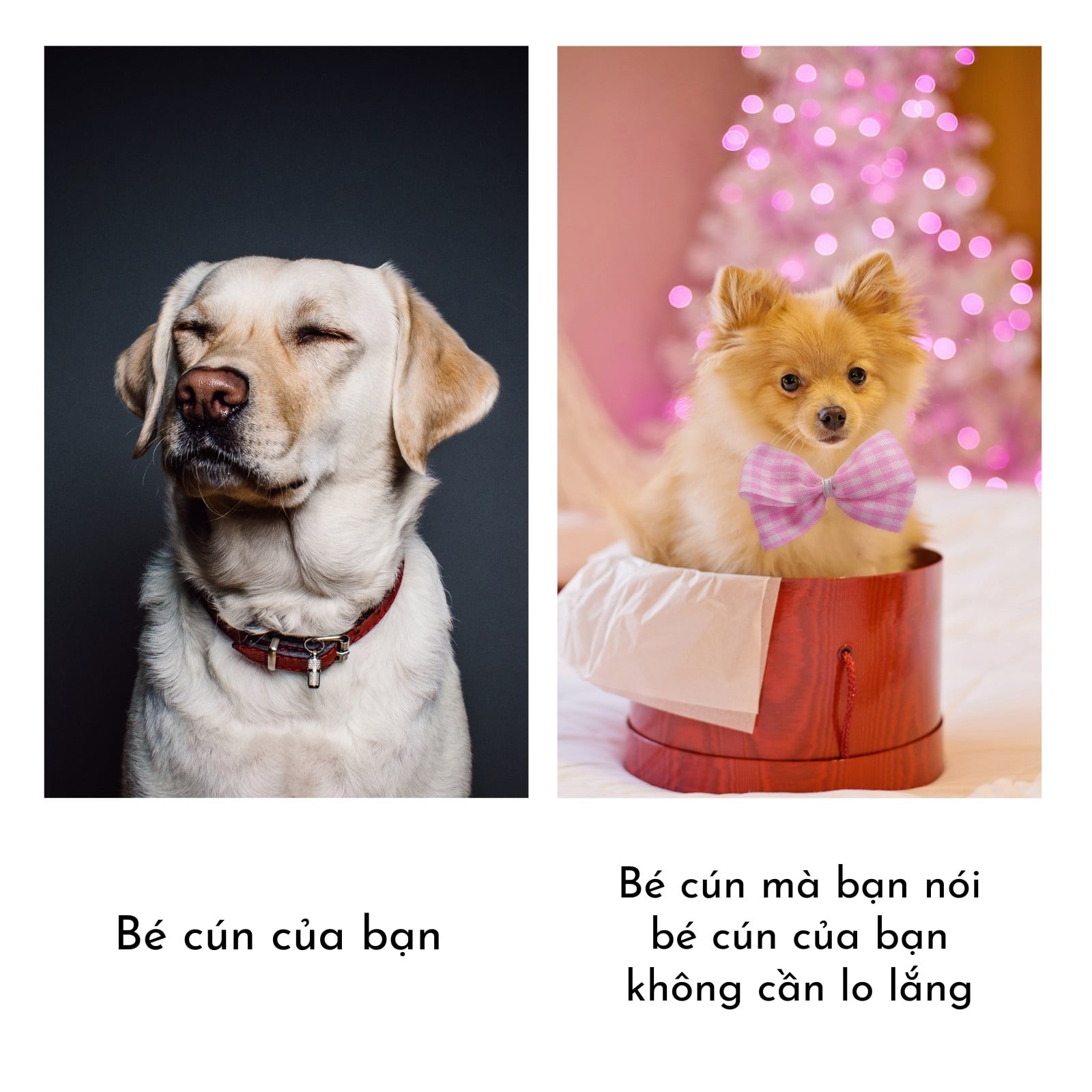 Meme so sánh hai chú chó Meme so sánh hai chú chó