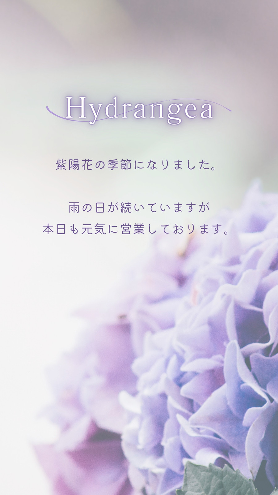 簡単な紫陽花無料テンプレートデザイン。イラストや画像付きも豊富