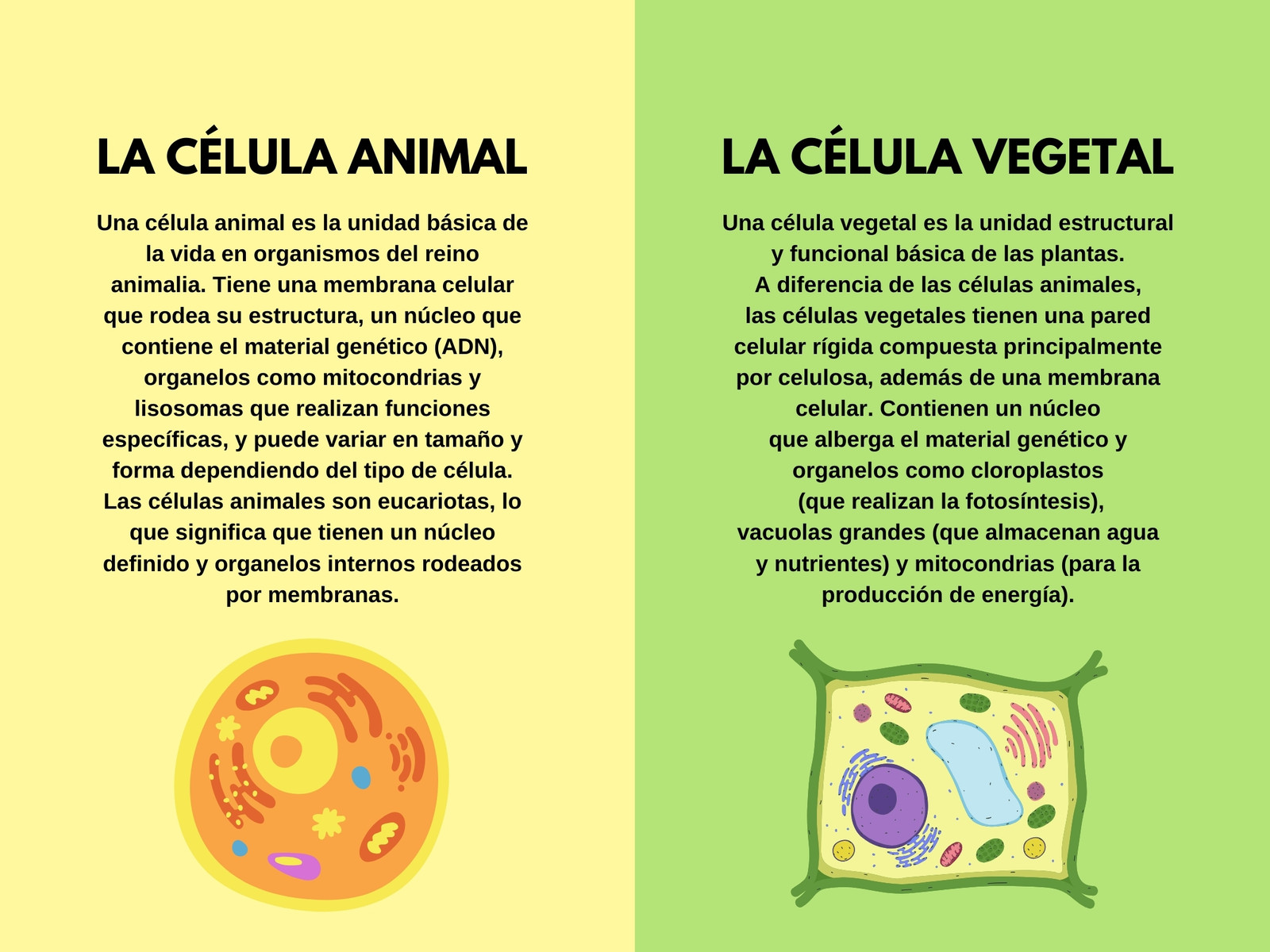 Cuadro comparativo de la célula animal y la célula vegetal ilustrado amarillo y verde