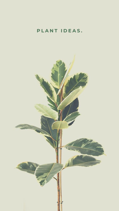 Free and customizable plant wallpaper templates | Canva