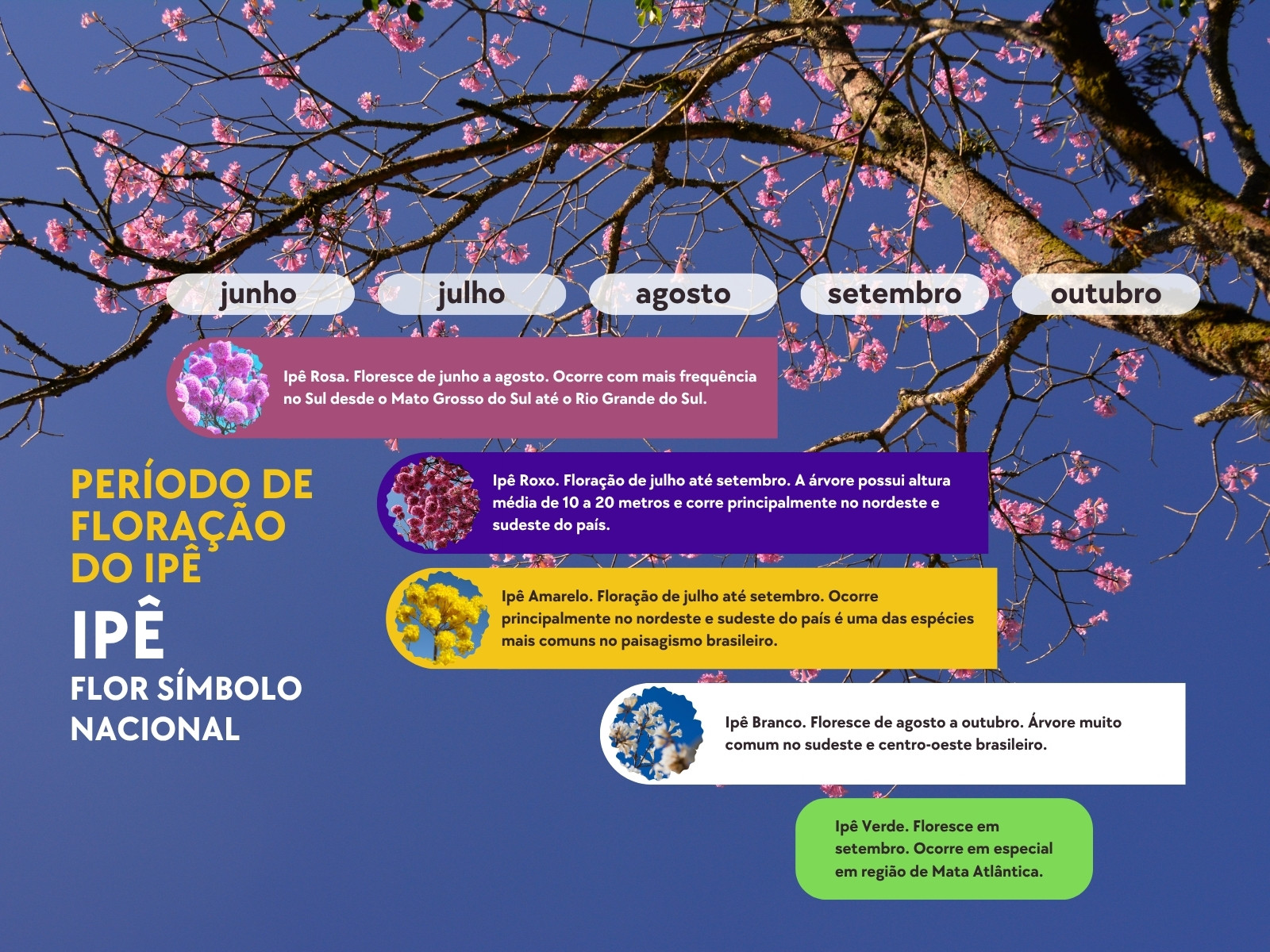 Azul e Rosa Moderno Floração Gráfico