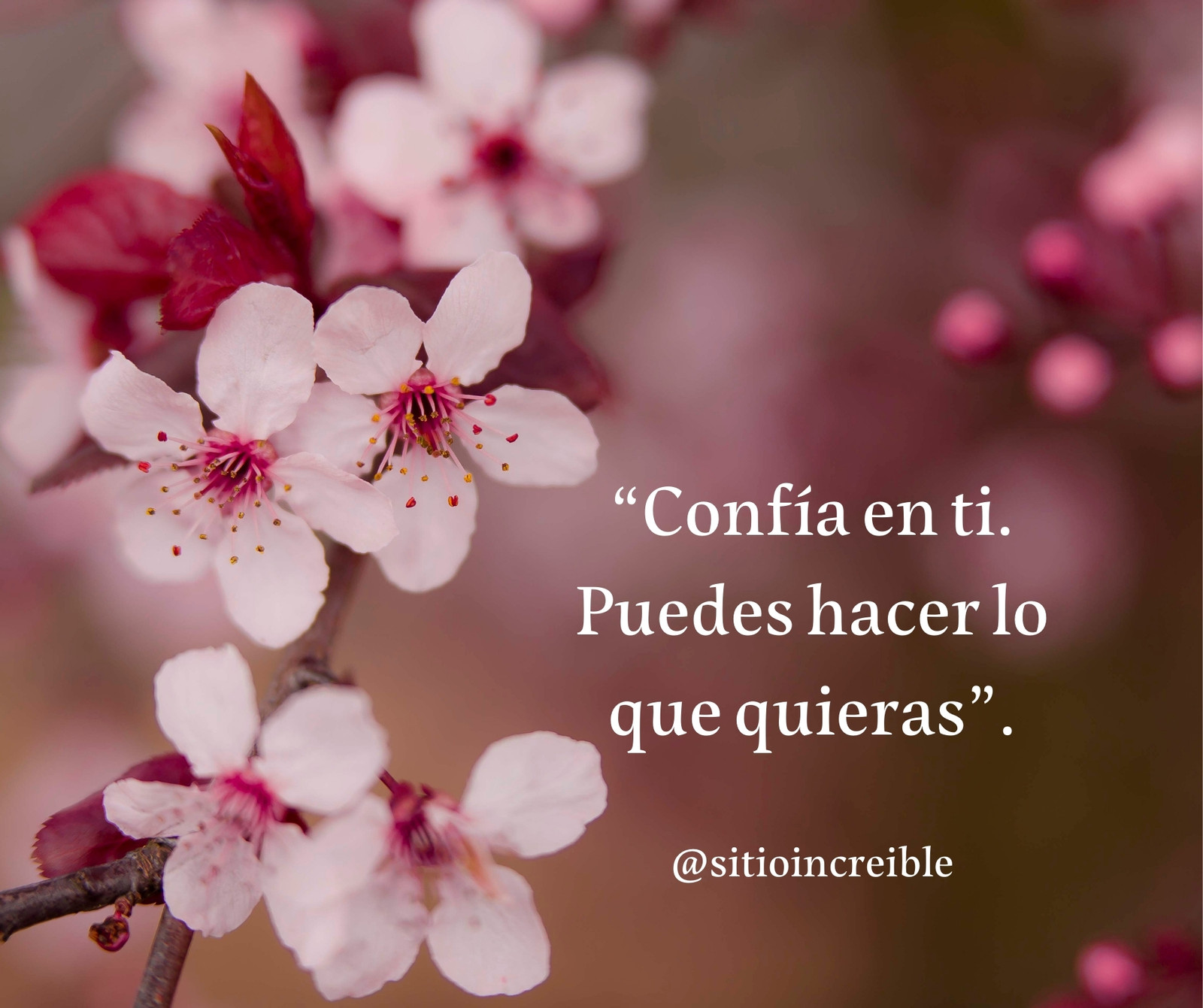 Post de Facebook frase cita quote foto flores naturaleza rosa