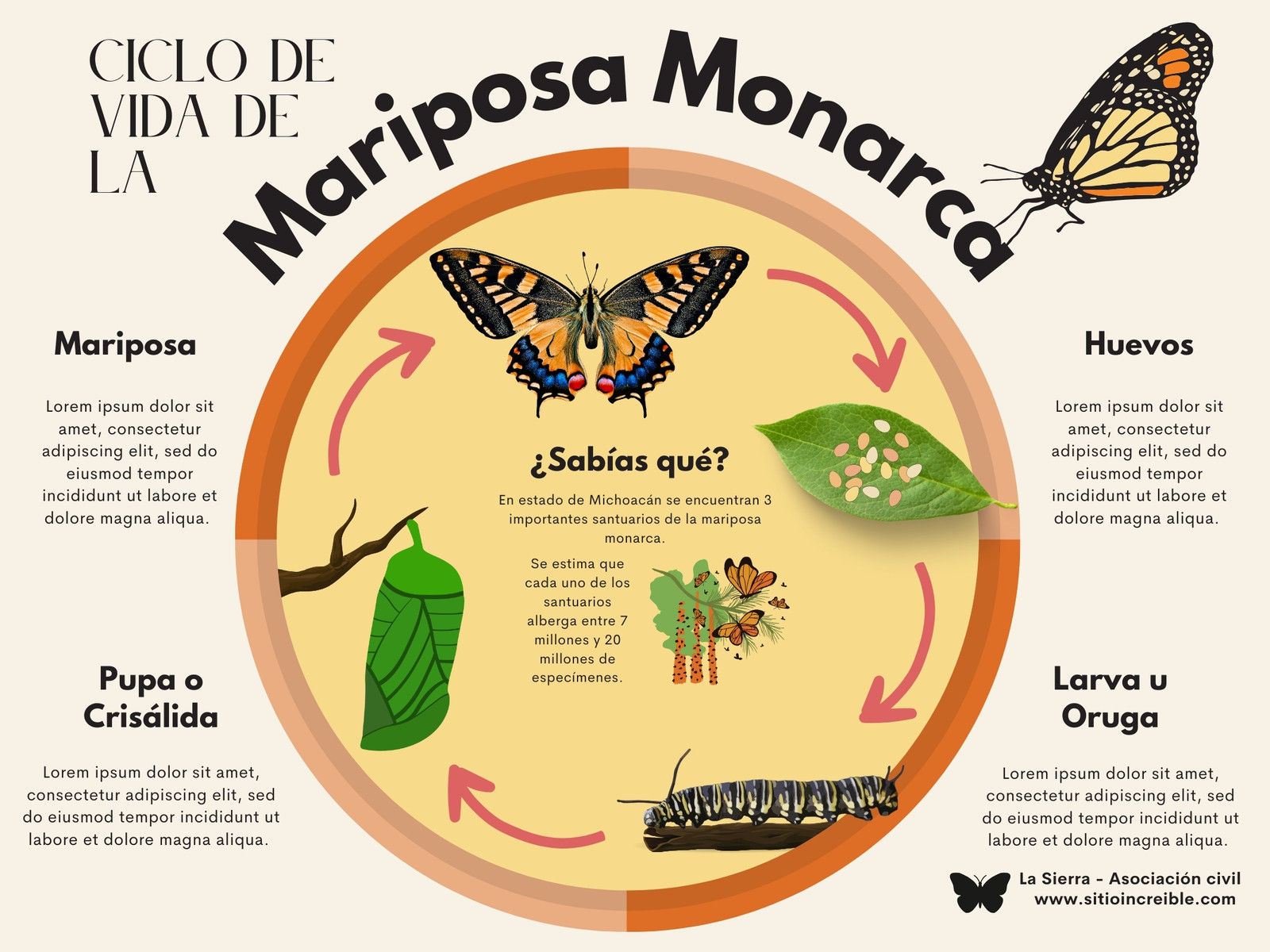 Grafica ciclo mariposa monarca ilustrado amarillo