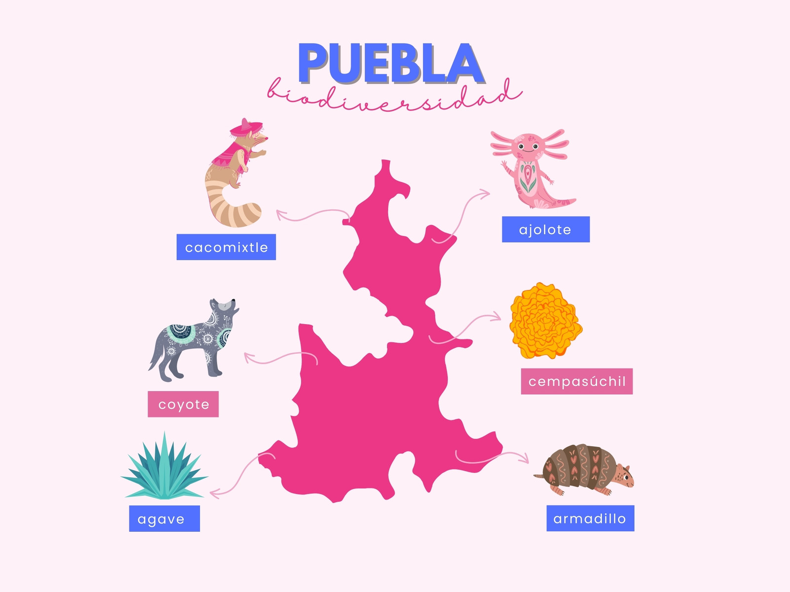 Gráfico Puebla Biodiversidad Ilustraciones Colores Rosa y Azul