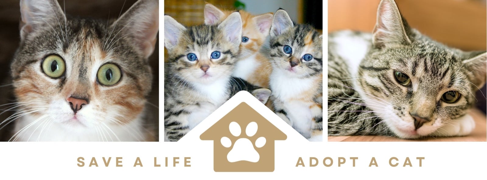 Natural Photo Collage Adopt a Cat Facebook Fundraiser Cover