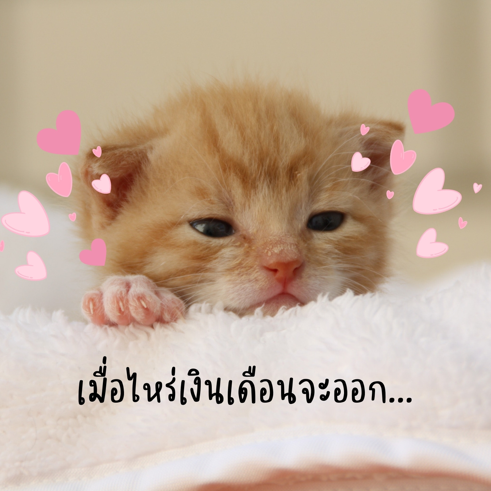 สีเหลือง หัวใจ มีมแมวหัวใจ Meme สีเหลือง หัวใจ มีมแมวหัวใจ Meme