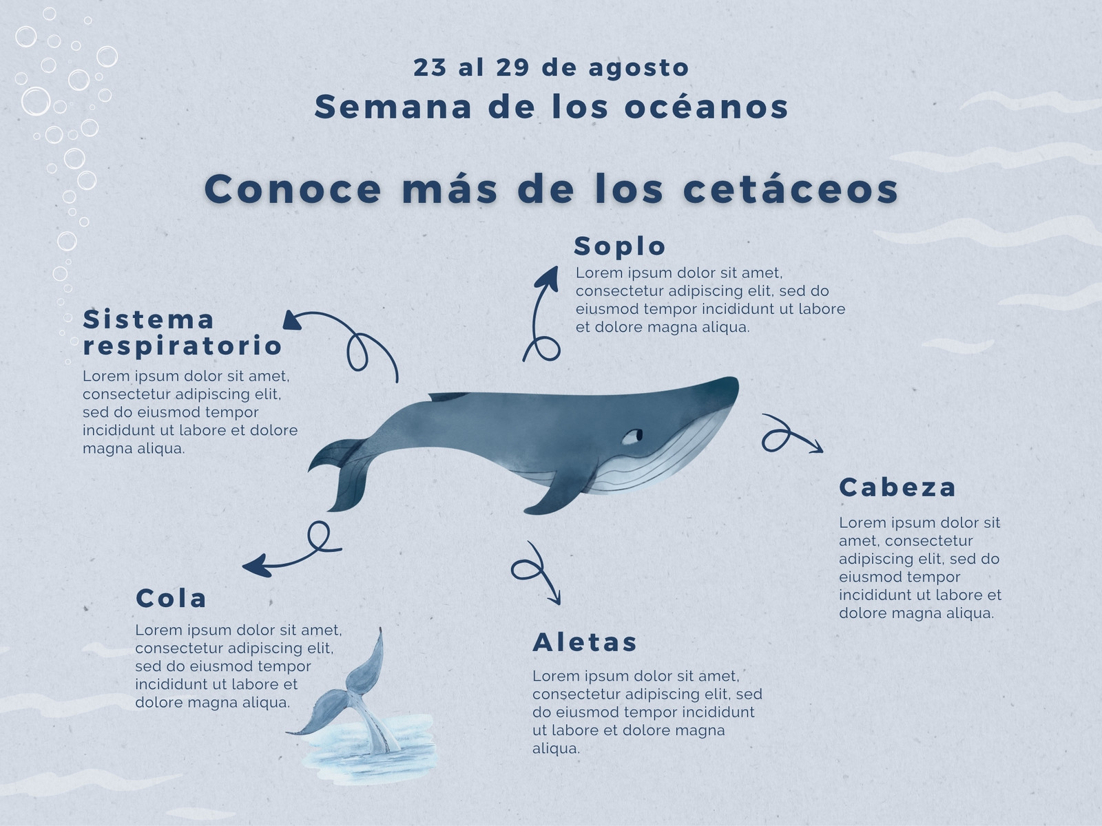 Azul Ilustrado Cetáceos Diagrama - Gráfico