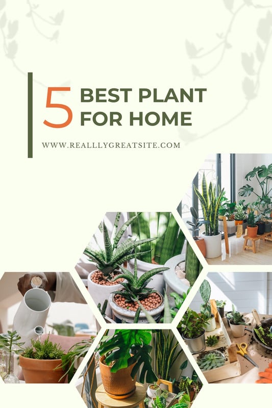 compacta plants 4