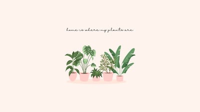 is sansevieria a snake plant Sansevieria Laurentii – Hey Rooted