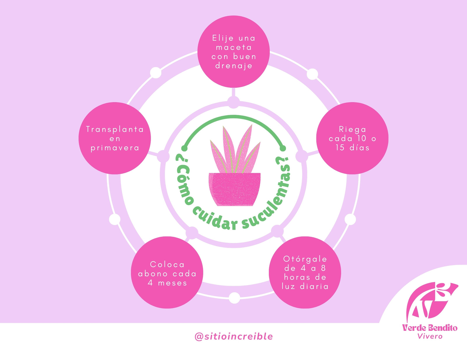 Gráfico Plantas Cuidados de las Suculentas Creativo Morado y Verde