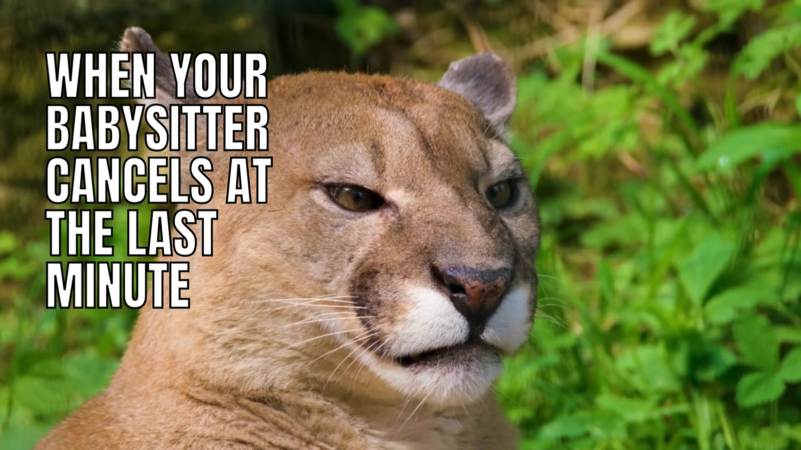 White Simple Animal Parenting Funny Meme Video White Simple Animal Parenting Funny Meme Video