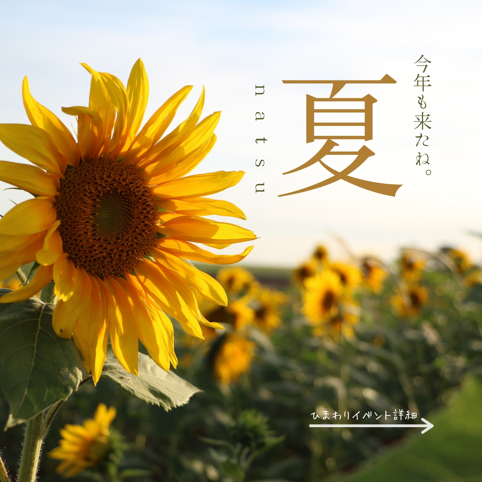 ひまわりページ Amazon | サカタのタネ 実咲花5627 ひまわり ビンセント クリア