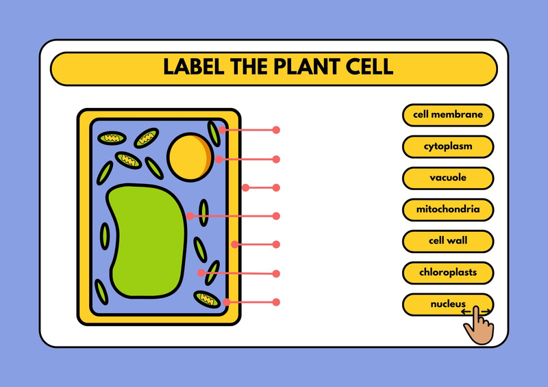 Cell Diagram Labeled Ks3