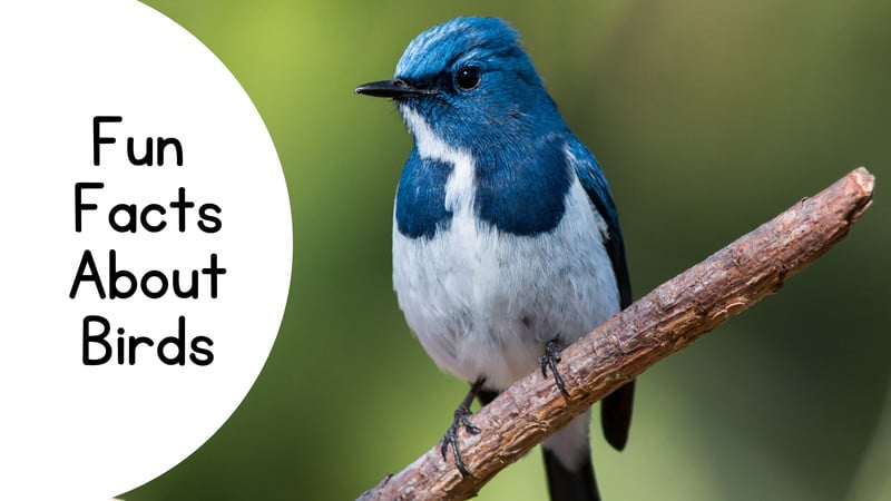 Free and customizable bird templates