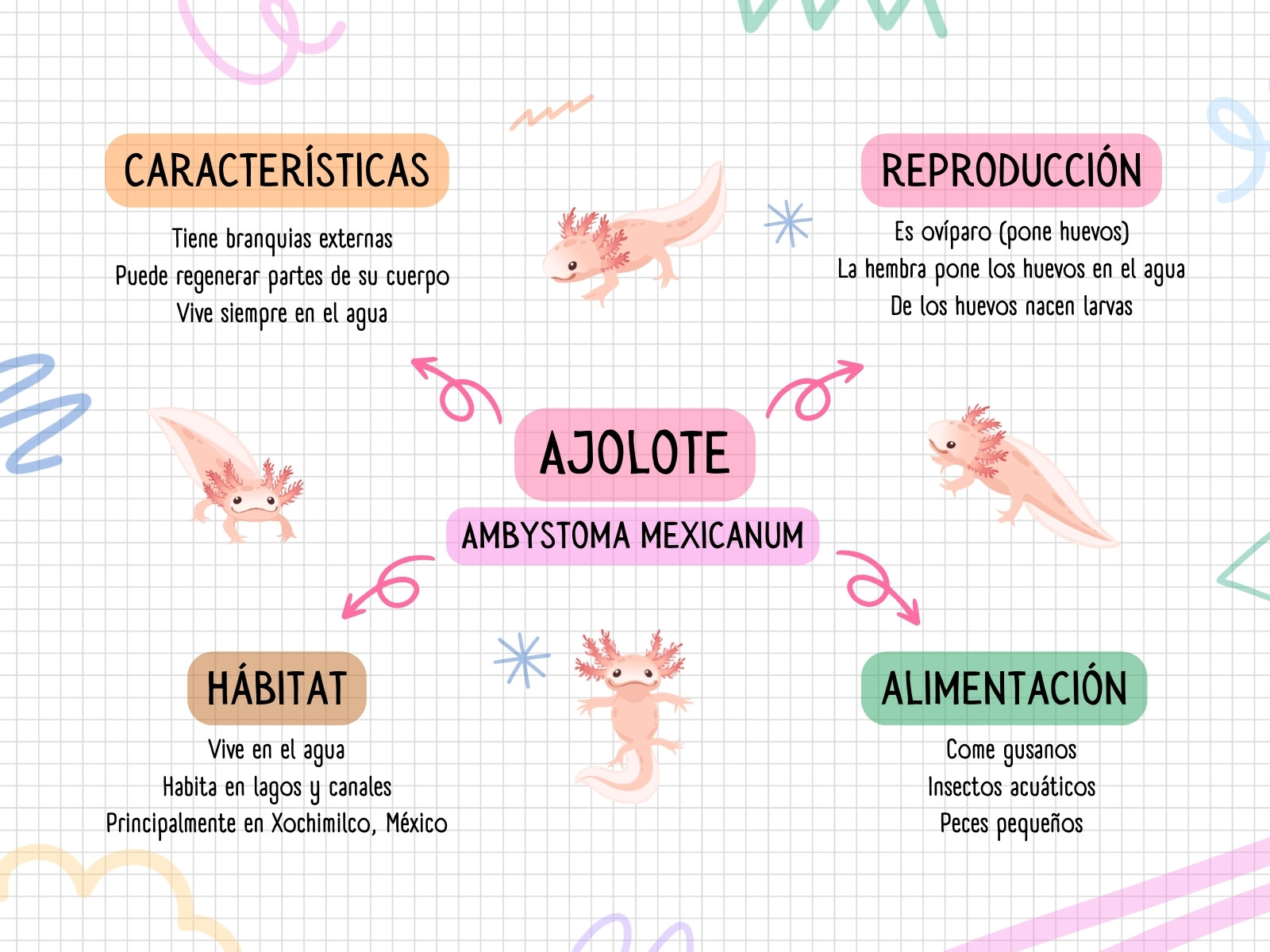 Mapa Conceptual sobre los Ajolotes estilo doodle colorido