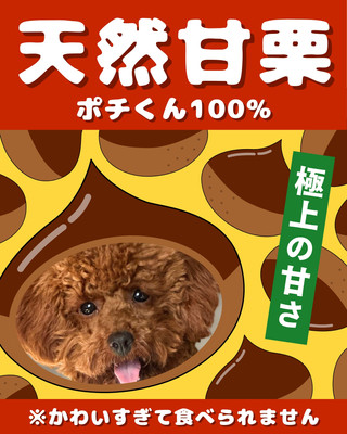 トイプードル無料テンプレートデザイン。イラストや画像付きも豊富