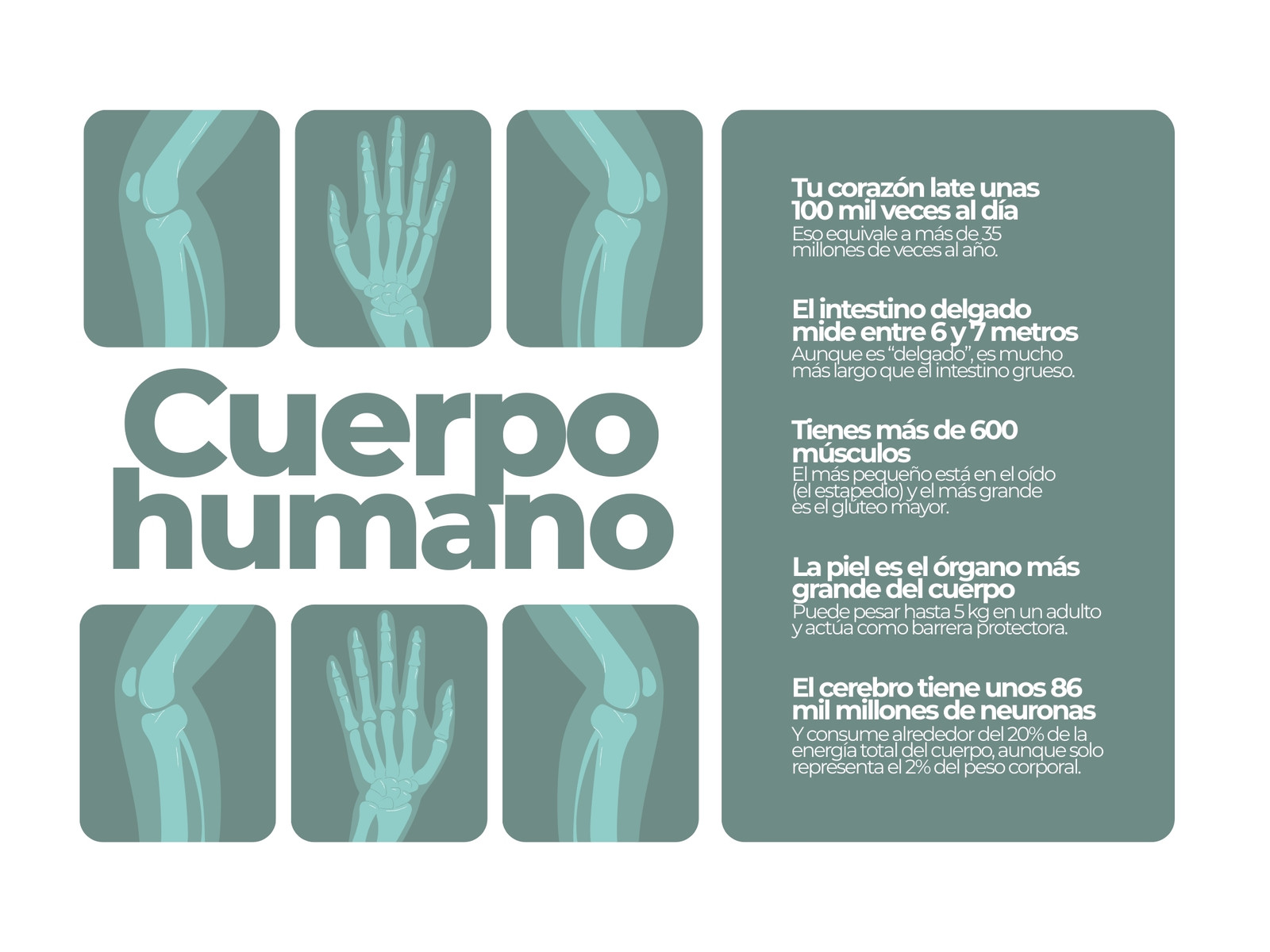 Gráfica del cuerpo humano ilustrativo gris y celeste