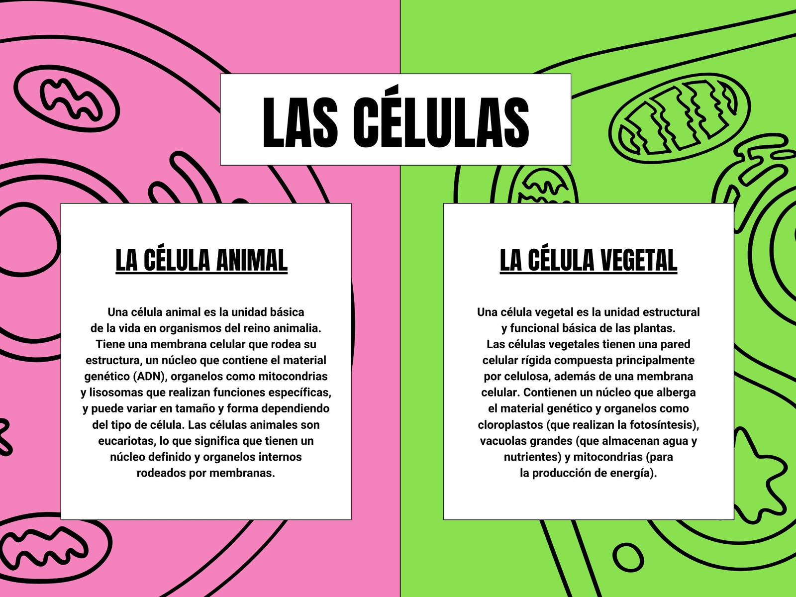 Cuadro comparativo de la célula animal y la célula vegetal de estilo ilustrativo rosa y verde
