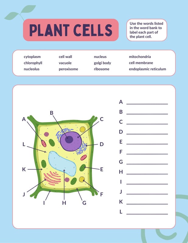 Plant & Animal Cell Unit - Bethany Little - Canva plant-animal-cell-unit-bethany-little-canva