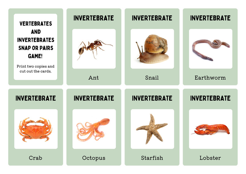 Types Invertebrates Vertebrates And Invertebrates Invertebrates | Definition, Types