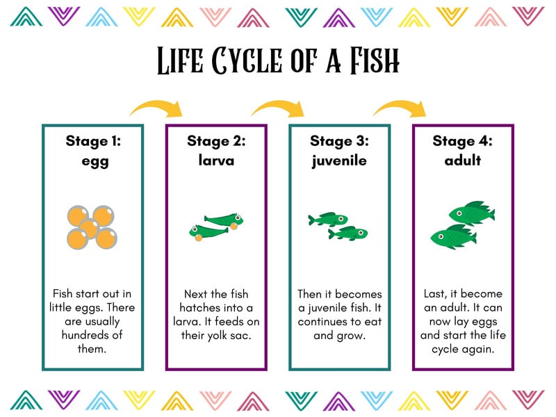 Life Cycle Of A Fish Worksheet