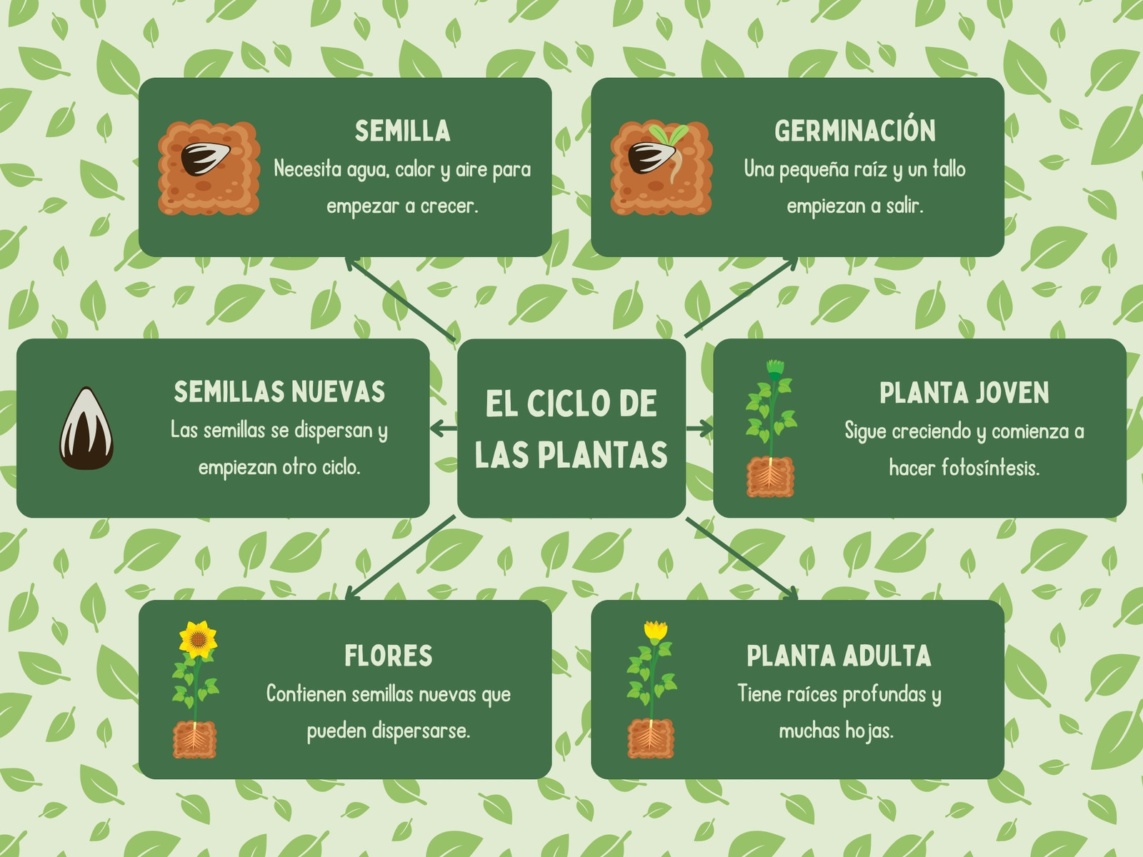 Mapa Conceptual del Ciclo de Vida de las Plantas en Verde Ilustrativo